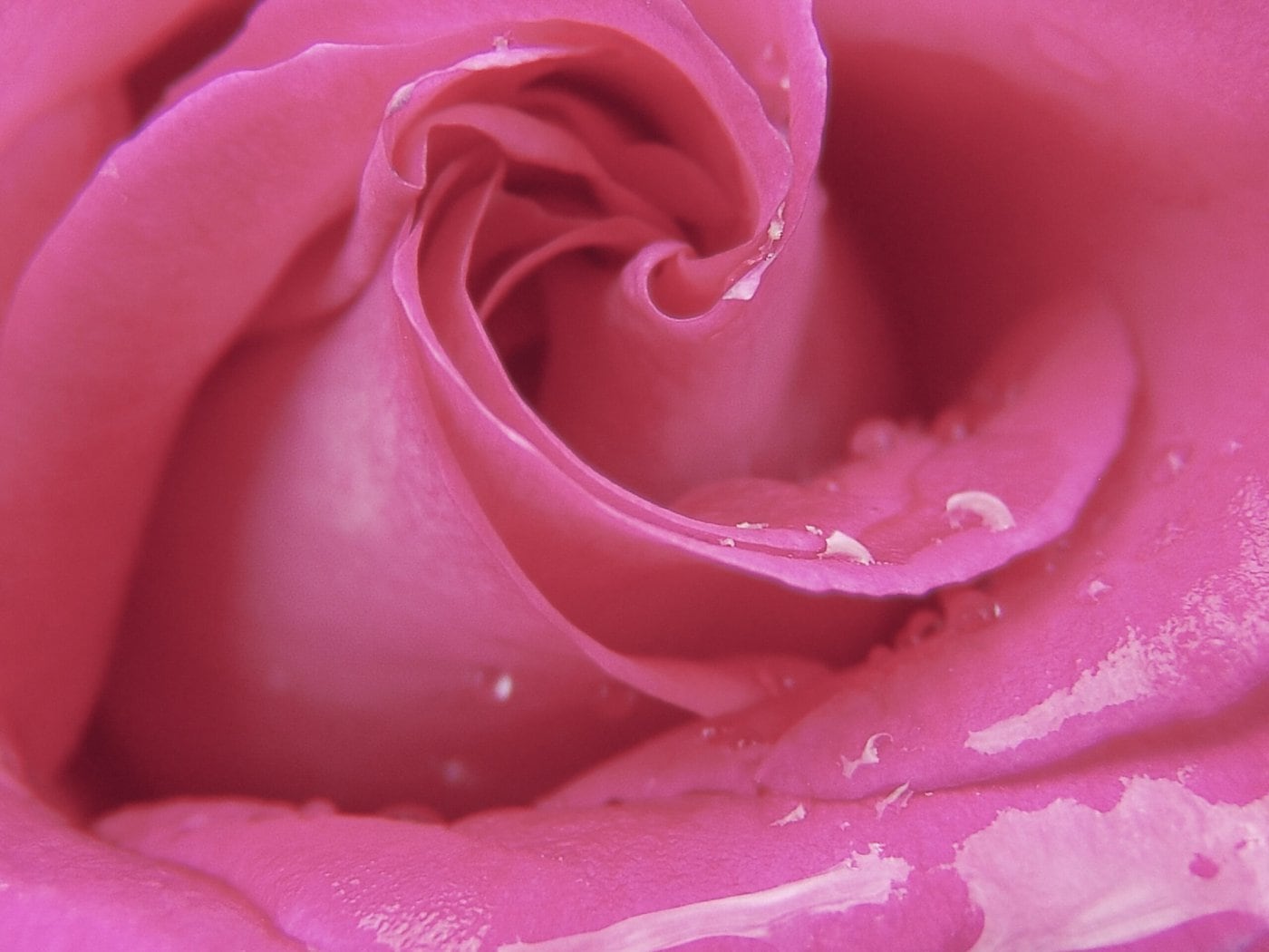 Pink Rose