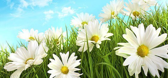 spring-flowers