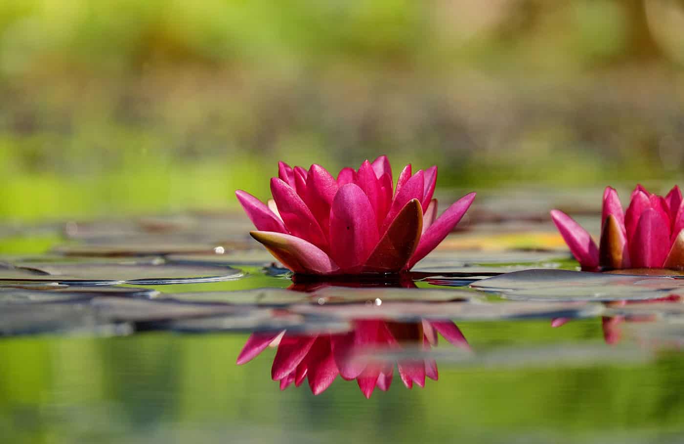 Water Lily