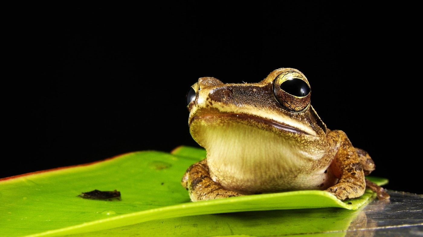 Brown Frog On Green Leaf